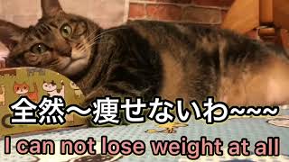 【おデブ猫ならではのつぶやき】【Tweet a unique fat cat】【Funny cat】