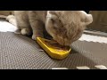 【かつお】子猫用の焼かつお食べてみた【スコティッシュフォールド】