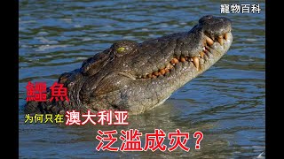 【鱷魚】為什麽只有在澳大利亞，鱷魚才泛濫成災？