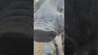 Originally from Africa, is this #warthog #dangerous #animal #africa #original #pigs #houston