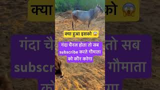 क्या हुआ 😱 #youtube #cow #gomata #farmanimals #motivation #farmanimalslist #farming #goumata #fyp