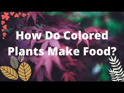 Can purple leaves make food?