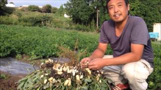 【今月の農家さんと野菜たち】ジャンボ落花生 静岡県富士宮市 チャイルドベジ