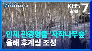 인제의 관광명물 ‘자작나무숲’…올해 후계림 조성 / KBS  2022.03.03.