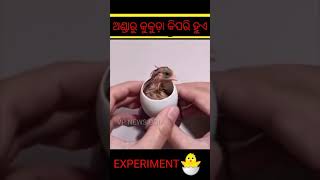 ଅଣ୍ଡାରୁ କୁକୁଡ଼ା କିପରି ହୁଏ। How to chick create in egg। VP NEWS ODIA #vpnewsodia #shorts