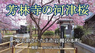 芳林寺の河津桜 [4K] Kawazu cherry blossoms at Horinji Temple