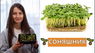 МІКРОЗЕЛЕНЬ 🌱 СОНЯШНИКА 🍀 ВИРОЩУВАННЯ МІКРОГРІНУ СОНЯШНИКУ 🌱