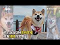 柴犬跟爸媽騎車環島3天2夜！興奮出門→苦臉合照🫥｜寵物動物｜狗狗｜精選影片