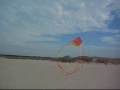 kites are everywhere