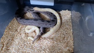 Unplanned Hognose Pairing plus feedings