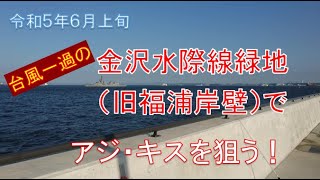 金沢水際線緑地（胴突き・サビキ）2023年６月上旬