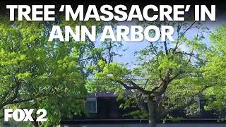 DTE responds to Ann Arbor's 'massacre' claim about its trees