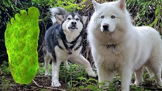 Malamute & Husky Catch BIGFOOT | Pranking My Dogs!