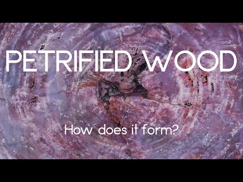 How long does it take wood to turn to stone?