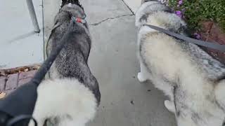 3 huskies -dec 2024