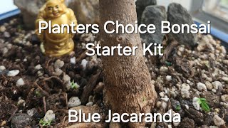 Planters Choice Bonsai Starter Kit - Blue Jacaranda - Bonsai Wiring