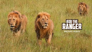 Lions Stalk Impala | Maasai Mara Safari | Zebra Plains