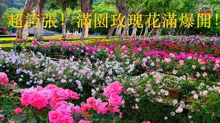 超誇張！滿園玫瑰花滿爆開！2022士林官邸玫瑰花季 2022 Shilin official residence rose season