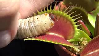 Feeding Fruit Beetle Grub to Venus Flytrap Carnivorous Plant