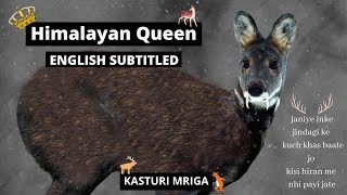 Kasturi Mrig - Ek anokhi prajati (ENGLISH SUBTITLED) | 2020 |Himalayan Musk Deer|Wonderful Creatures