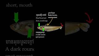 ត្រីតាអោនខ្លាញ់ | Ompok siluroides | #fish