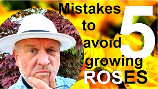 Five Mistakes to Avoid Growing Roses