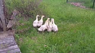 Embden Goslings - First day out on grass