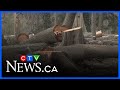 Final phase of dead tree removal at Stanley Park begins