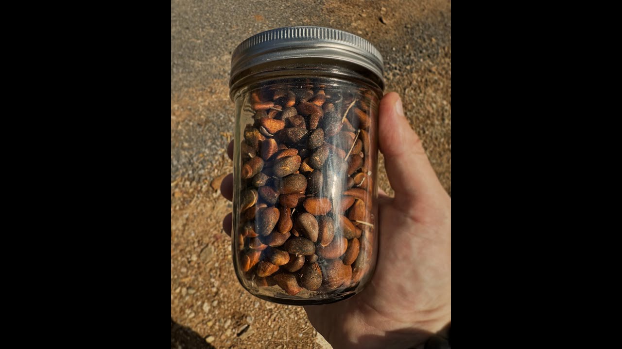 Pinon Nuts Youtube