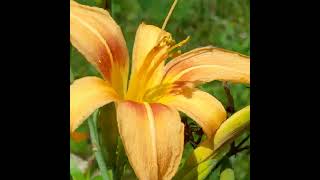 hemerocallis fulva.🌼