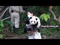 angry baby panda barks at zookeeper shocked hundreds of people