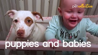 Adorable Puppies & Babies