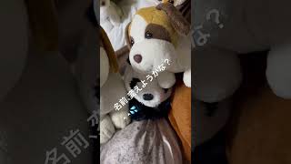 #デコピン #犬#ぬいぐるみ #influencer #instagram #youtubeshorts #world #tiktok #大谷翔平 #usa #日本