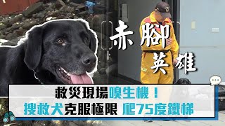 【CNEWS】救災現場嗅生機！黑拉拉搜救犬「Usa」克服極限 爬75度鐵梯｜台北市搜救隊