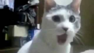 OMG CAT (Trololo)