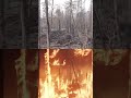 Forest Fire VFX 🔥 #shorts