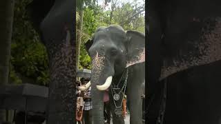 Bharath Vishwanadhan❤️കരിവീരൻ #elephant #ആനക്കാര്യം #keralaelephant ❤️like👍🏼\u0026subscribe our channel❤️