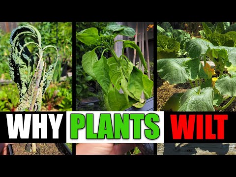 Why do plants wilt on a hot summer day because of a decrease in?