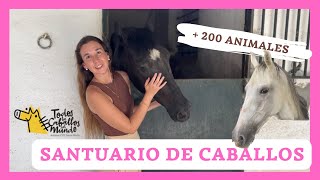 ANIMAL SANCTUARY 🐴 I AM EXCITED with the STORY of THIS HORSE | ALL HORSES in the WORLD