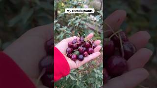 Fochsia berries are edible #fochsia