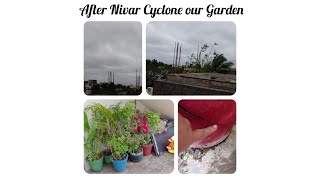 After Nivar Cyclone our Garden #Nivar #Cyclone #terracegarden