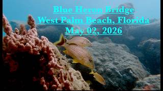 SCUBA Diving Blue Heron Bridge: Hidden Lobsters & Alien Arrow Crabs!
