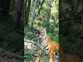 লোকালয়ে বাঘের গর্জন tiger