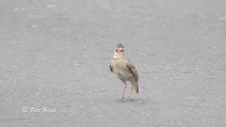 Oriental Skylark