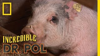 The Incredibly Busy Doctors Brenda and Emily | The Incredible Dr. Pol