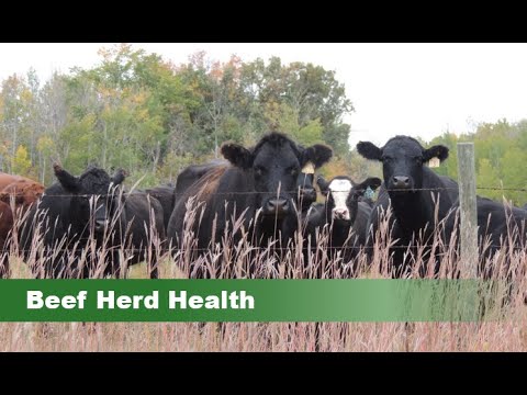 Beef Herd Health - YouTube