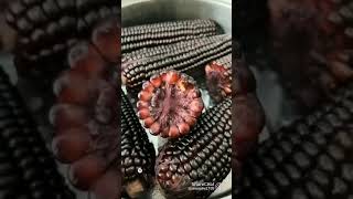 black@corn@short@