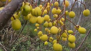 Wonderful fruits, yellow pearls, on the branches.-Relaxation and good mood with my tittle garden.