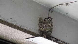 BB009AA Swallow 燕子 共 3 隻  餵食，餵第 1 支。  XinBeiZhongHeSwallow 1050719二Tue