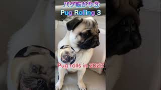 【パグ転がり③】Pug Rolling ③ Pug rolls in 2022 as well